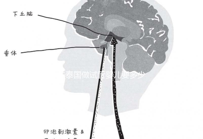 去泰國做試管嬰兒要多少錢（去泰國做試管嬰兒要多少錢泰幣）