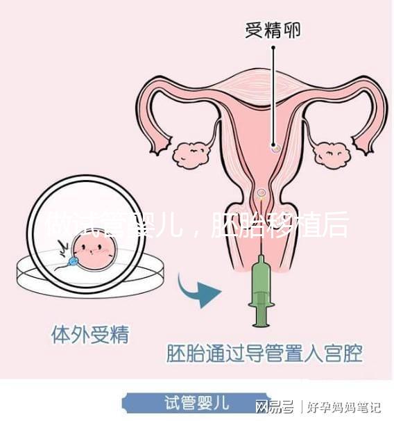 做試管嬰兒,胚胎移植后懷孕周期和預產(chǎn)期怎么算