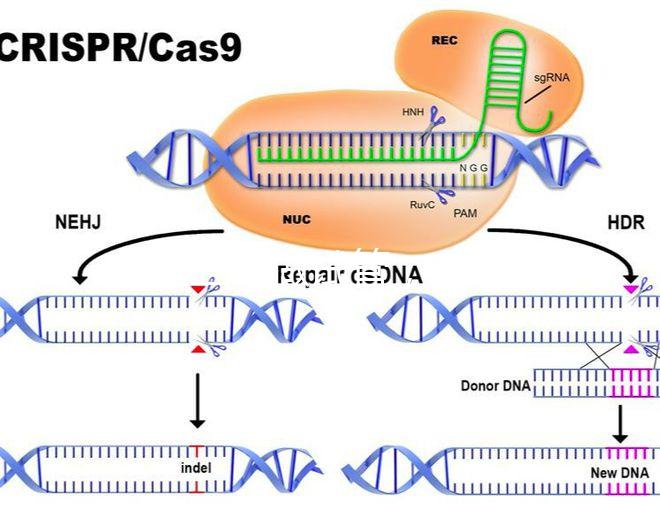 北醫(yī)三院做試管，自然周期鮮胚移植成功率是多少？