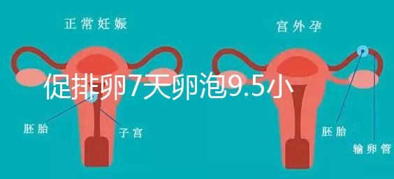 促排卵7天卵泡9.5小不難說(shuō),短方案至少長(zhǎng)到這個(gè)數(shù)字