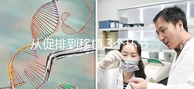 從促排到移植,3個環(huán)節(jié)解析為什么美國試管成功率比國內(nèi)高
