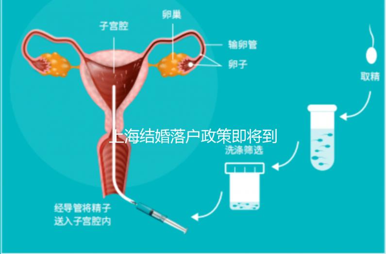 上海結婚落戶政策即將到來，包括2024年黃浦區詳細的戶籍流程