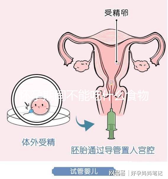 懷孕期間不能吃什么食物？