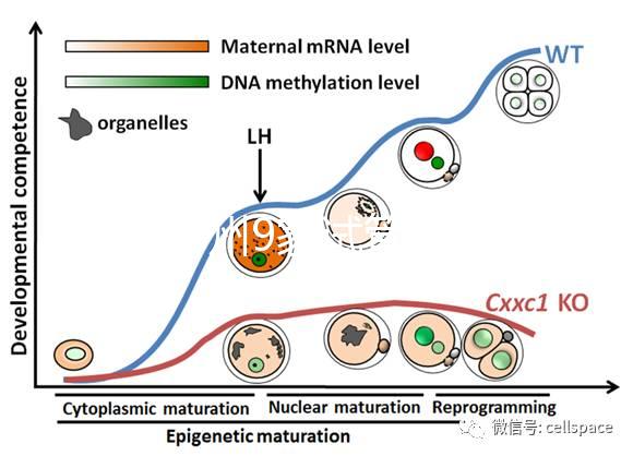 最新鄭州9家試管嬰兒醫(yī)院排名、哪家成功率最高