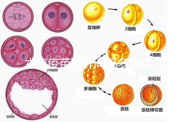 水痘疫苗兩針間隔多久有規(guī)定，第二針什么時(shí)候按年齡來(lái)算
