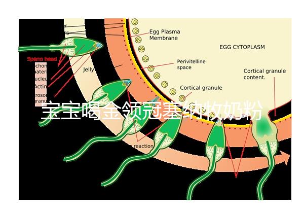 寶寶喝金領(lǐng)冠塞納牧奶粉后不長個(gè),沖泡方法有大問題