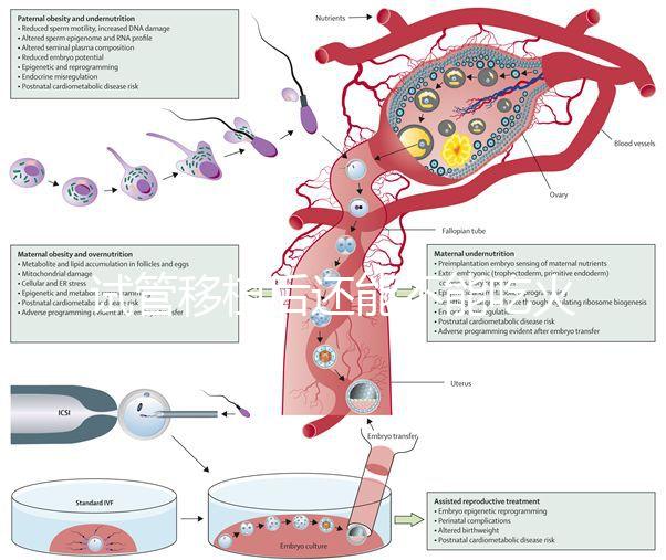 試管移植后還能不能吃火鍋嗎?能吃or不能吃看大家怎么說