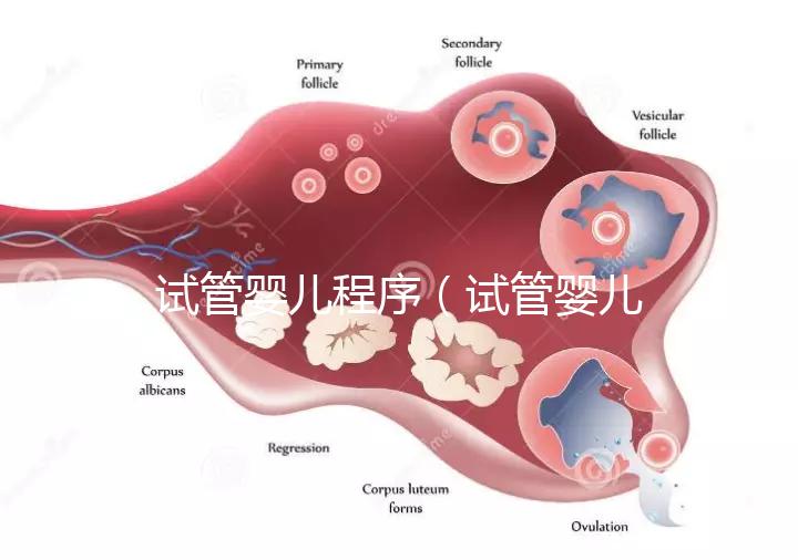試管嬰兒程序（試管嬰兒程序和時間）