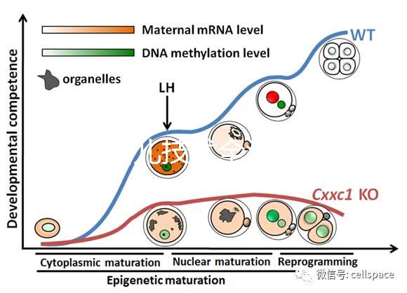 試管嬰兒技術全流程科普：促排、受精、移植等關鍵步驟詳解