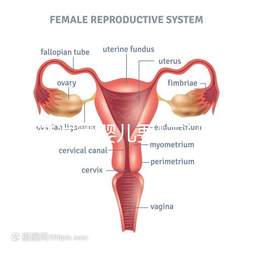 香港試管嬰兒要"三證"?4大條件一覽